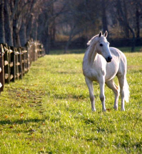 Whispering Winds Equestrian